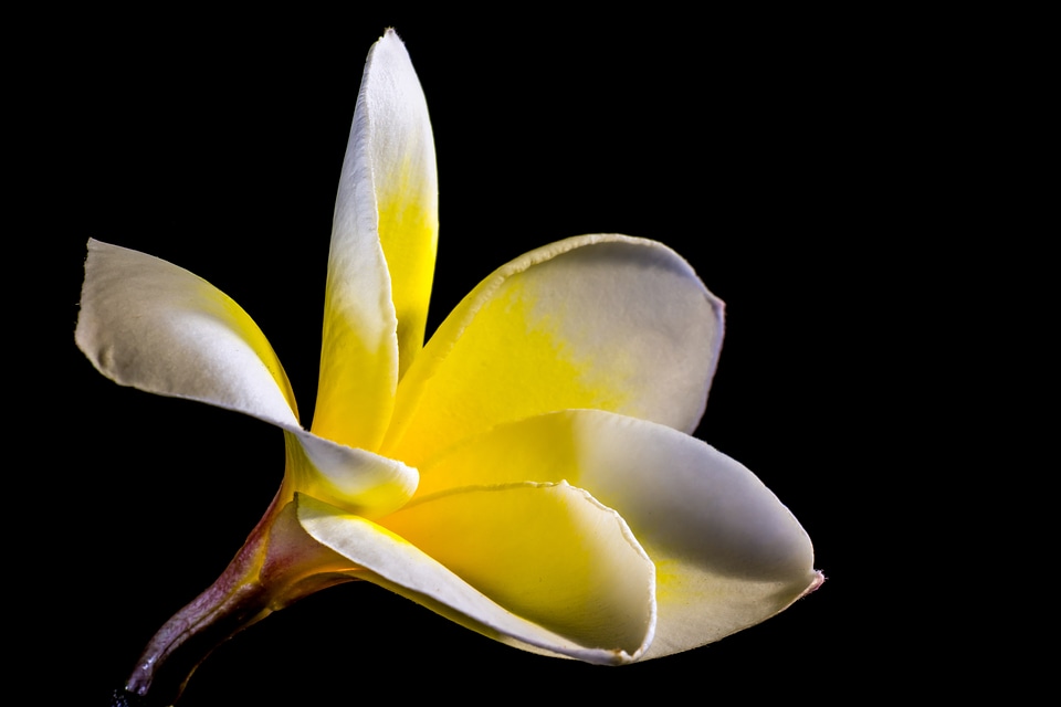 Blossom bloom white yellow