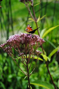 Spring garden butterfly photo