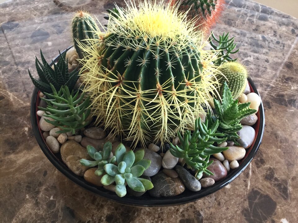 Succulent cactus