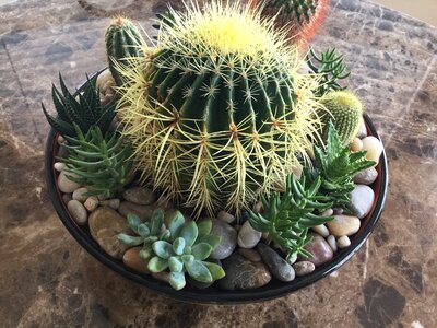 Succulent cactus