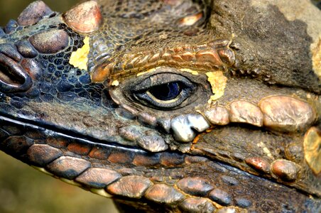 Texture patterns lizards