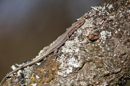 Reptile nature outside