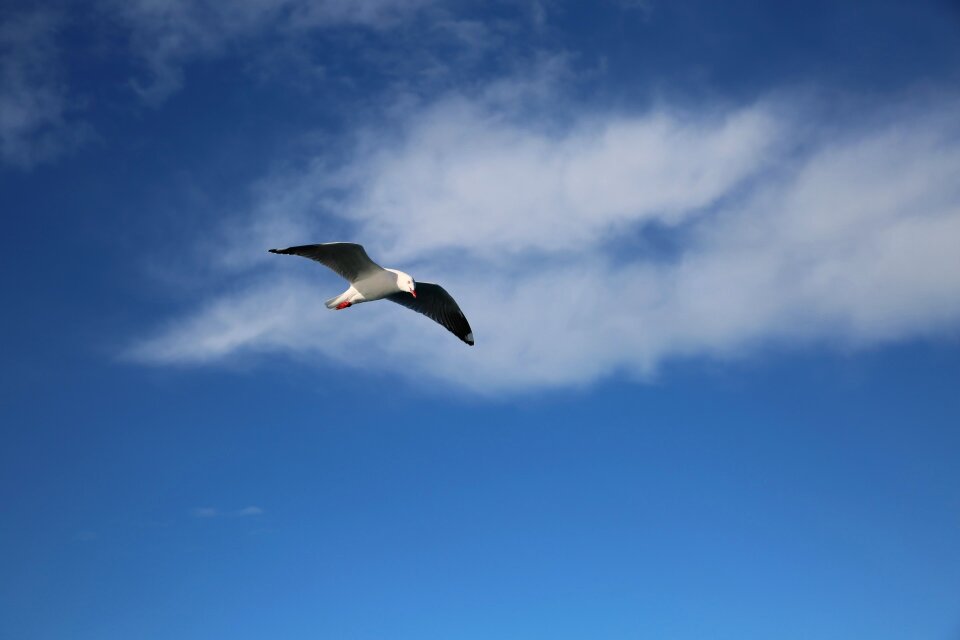 Seabirds bird blue sky