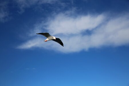 Seabirds bird blue sky