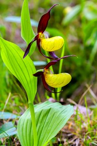 Venus shoe orchid flowers