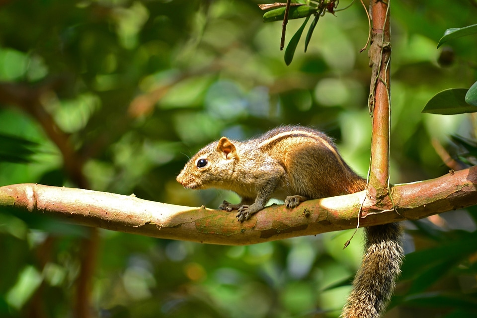 Nature sri lanka mawanella photo