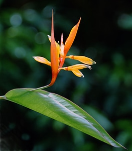 Plant natural blossom