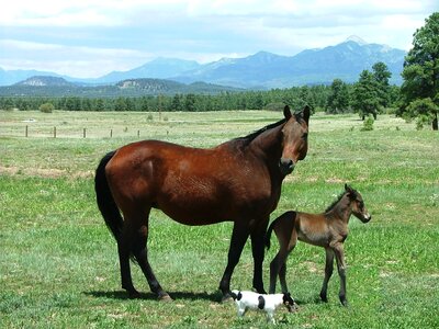 Foal jrt photo