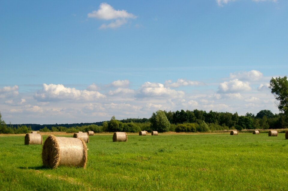 Summer landscape nature
