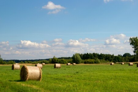 Summer landscape nature