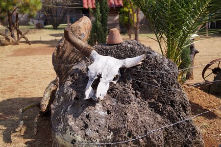Cow skull livestock drought