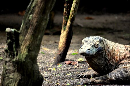 Reptile wild indonesia photo