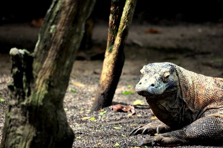 Reptile wild indonesia