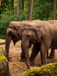 Animals elephant pachyderm