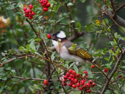 Chinese bulbul bird park photo