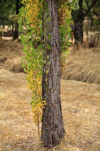 Tree el escorial lavirian