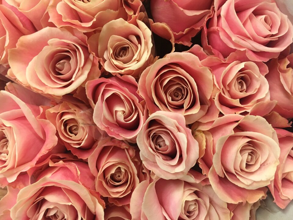 Pink rose pink nature