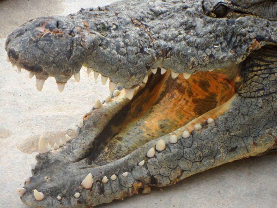 Scale predator close up
