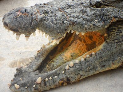 Scale predator close up