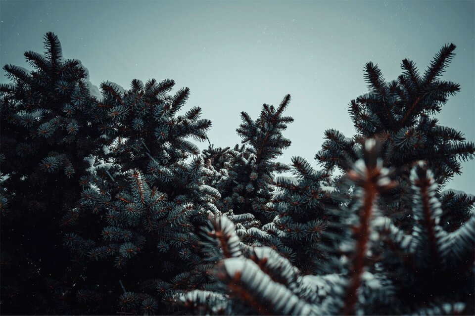 Trees cumulus winter