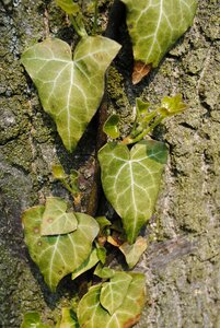 Creeper foliage ivy photo