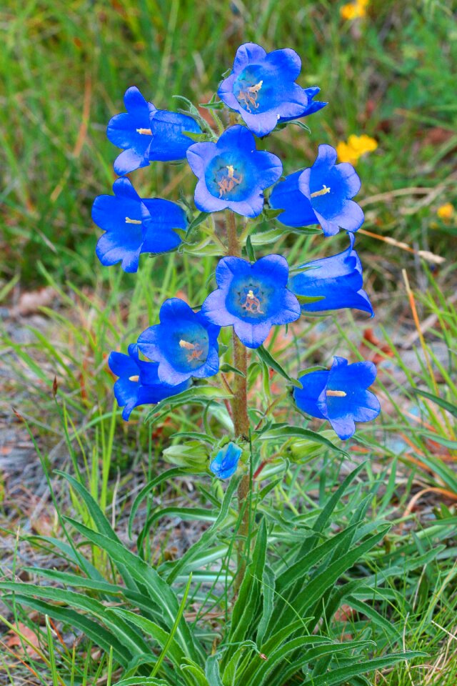 Bellflower speciosa flower photo