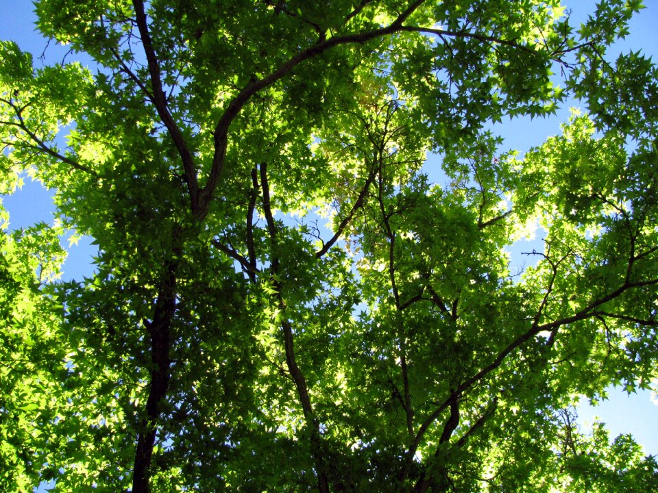 Nature forest trunk