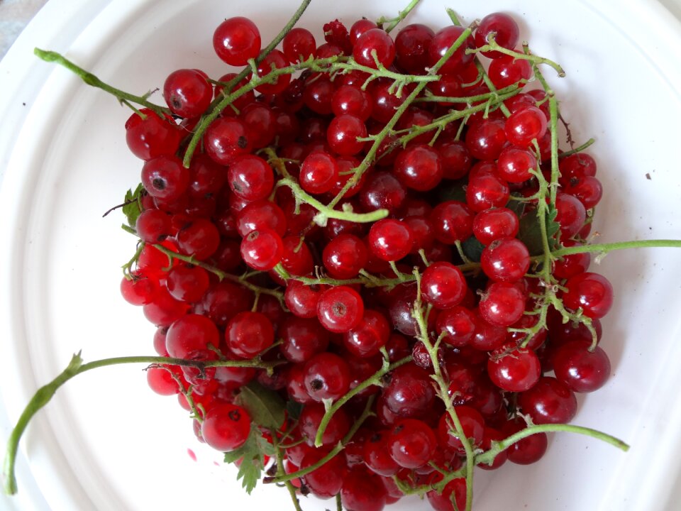 Healthy colorful red currant