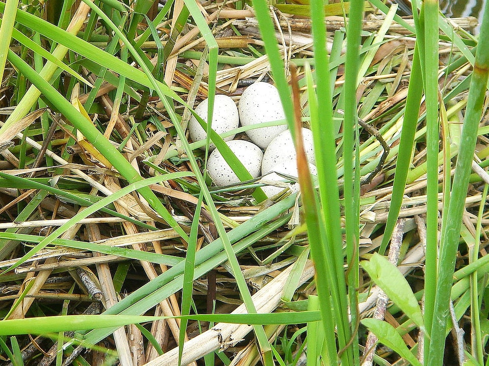 Water bird shelter safety