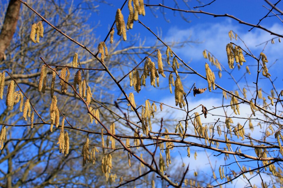 Inflorescence macro hazelnut