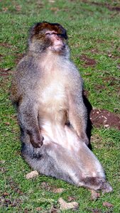 Macaque wildlife primate