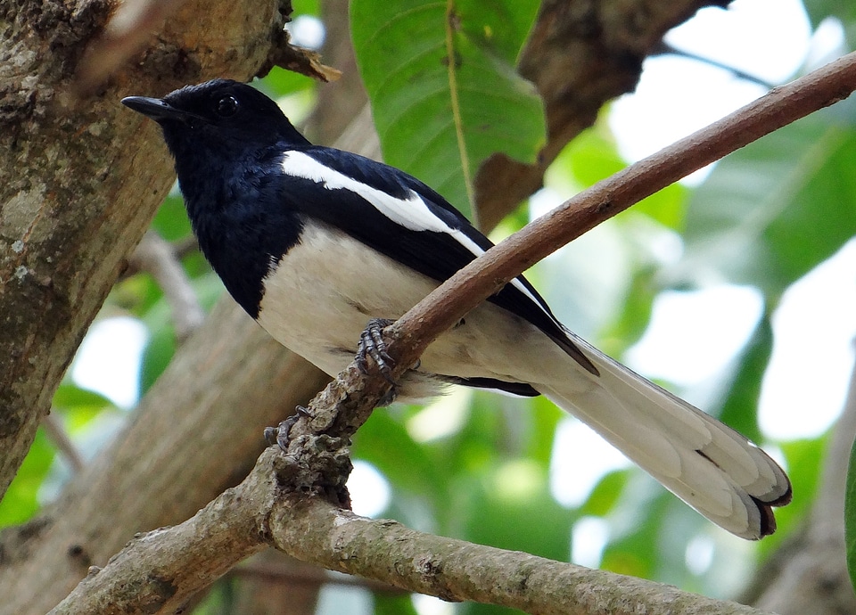 Passerine bird dharwad