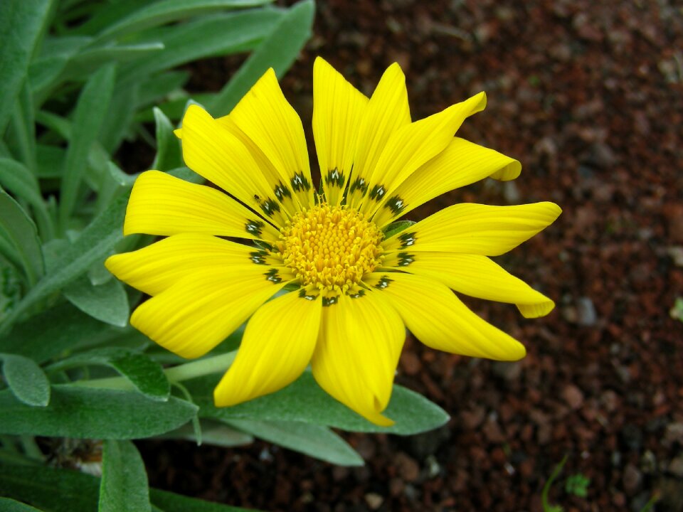 Bloom yellow close up photo