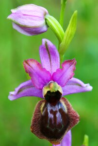 Ophrys flowers aveyron