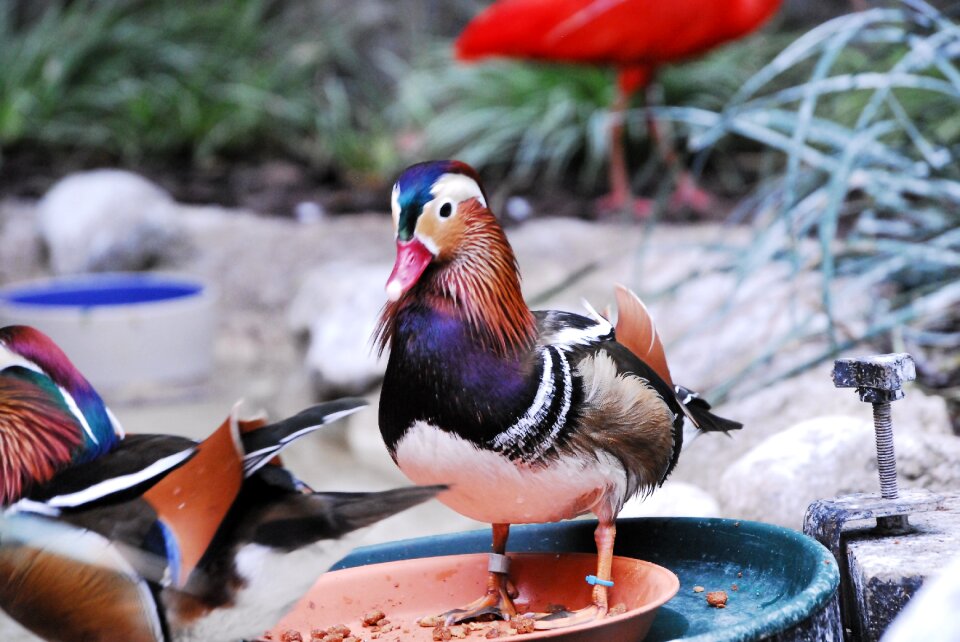 Wildlife waterfowl colorful