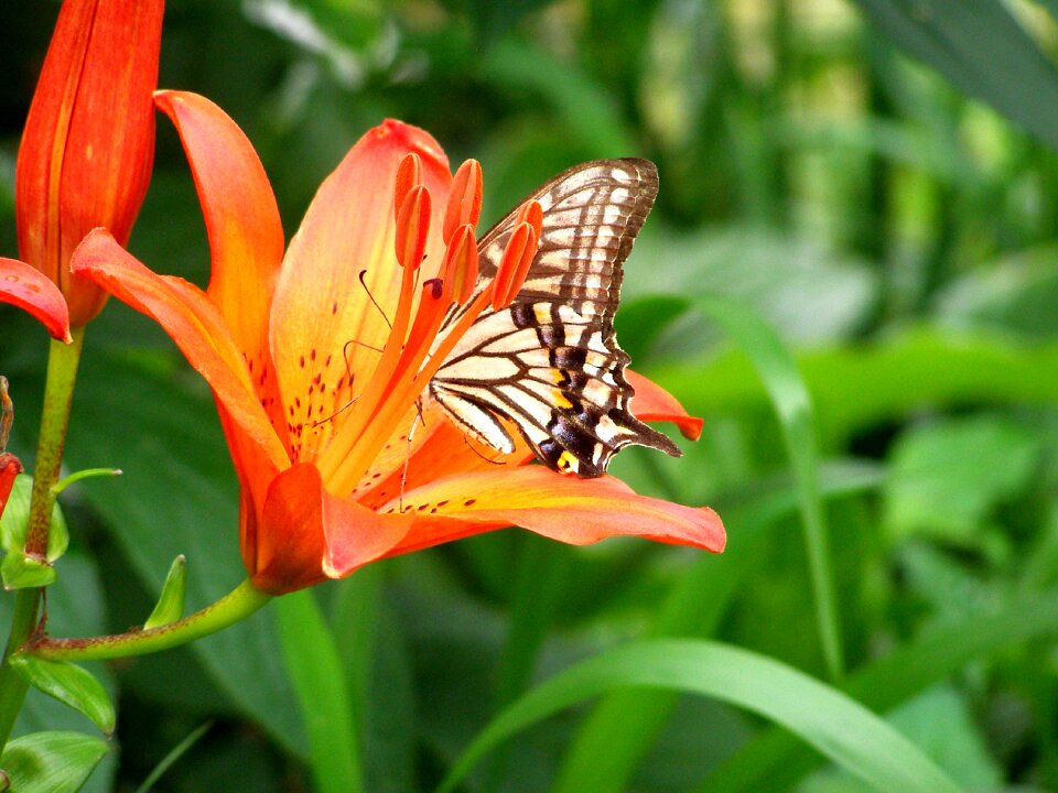 Insects flowers red color