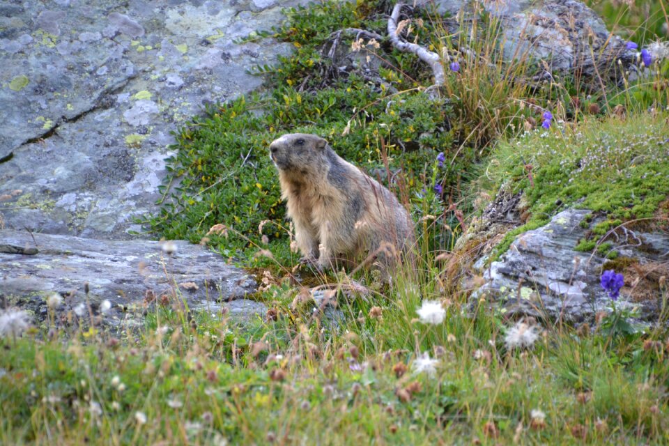 Tauern mountain meadow alm