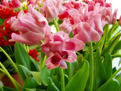 Blossom plant petals