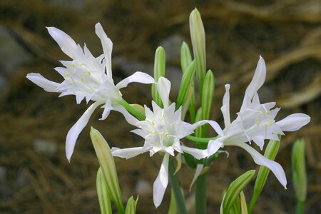 Lily sands flowers seaside