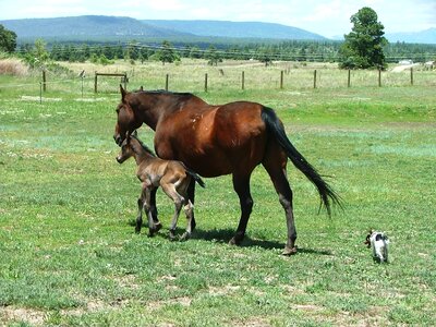Foal horses photo