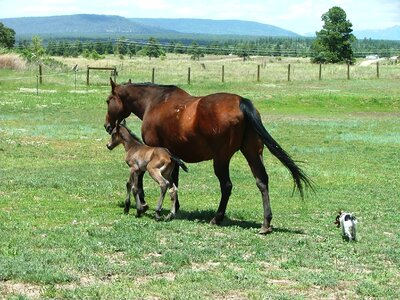 Foal horses