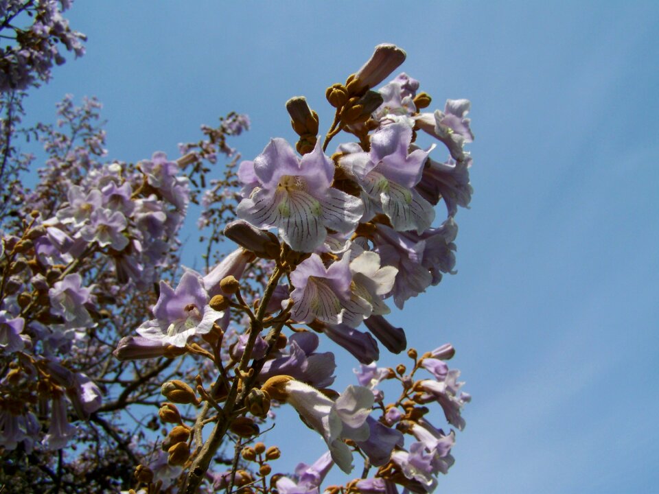 Emperor flowering tree pale lilac flower spring