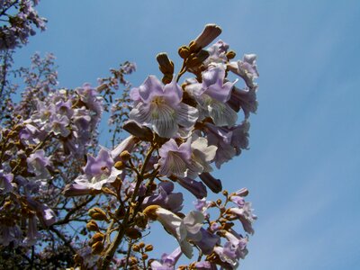 Emperor flowering tree pale lilac flower spring