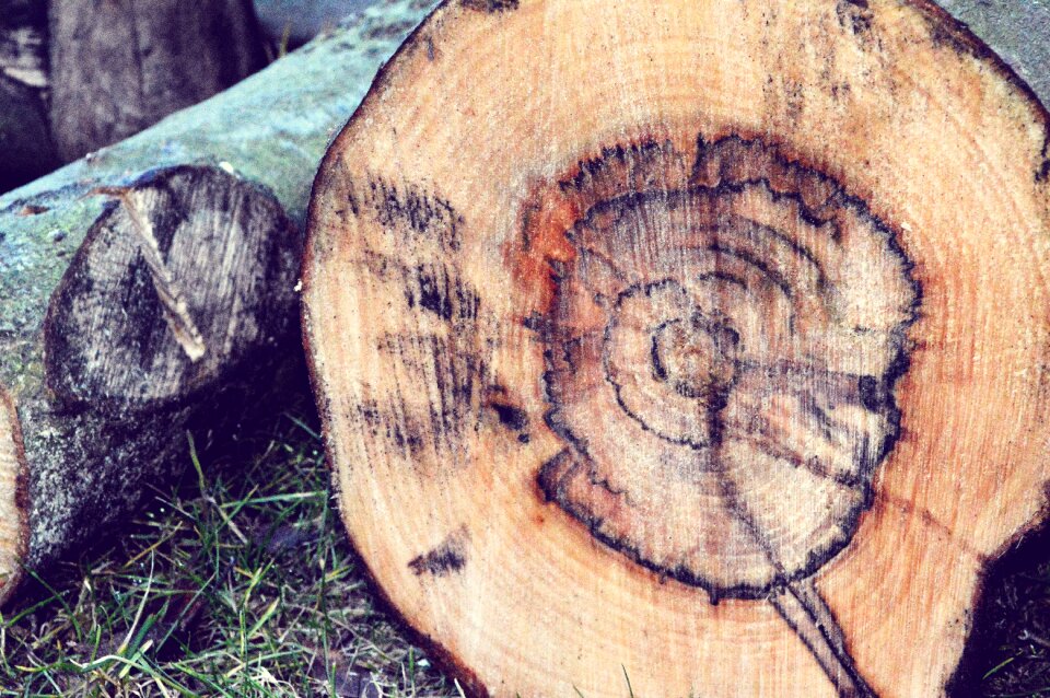 Rings of a tree tree wood