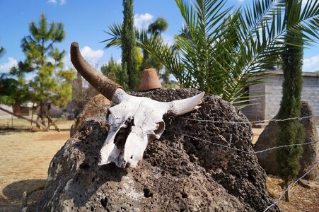 Cow skull livestock drought