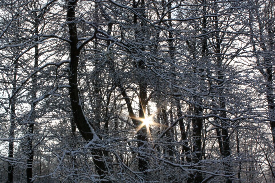 Forest snow frost