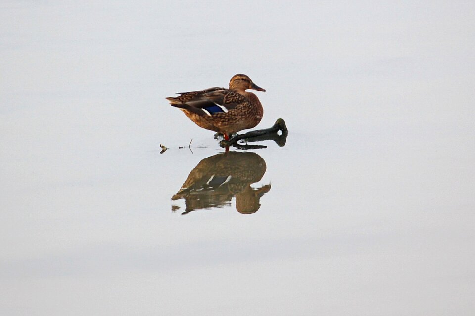 Bird animal lake