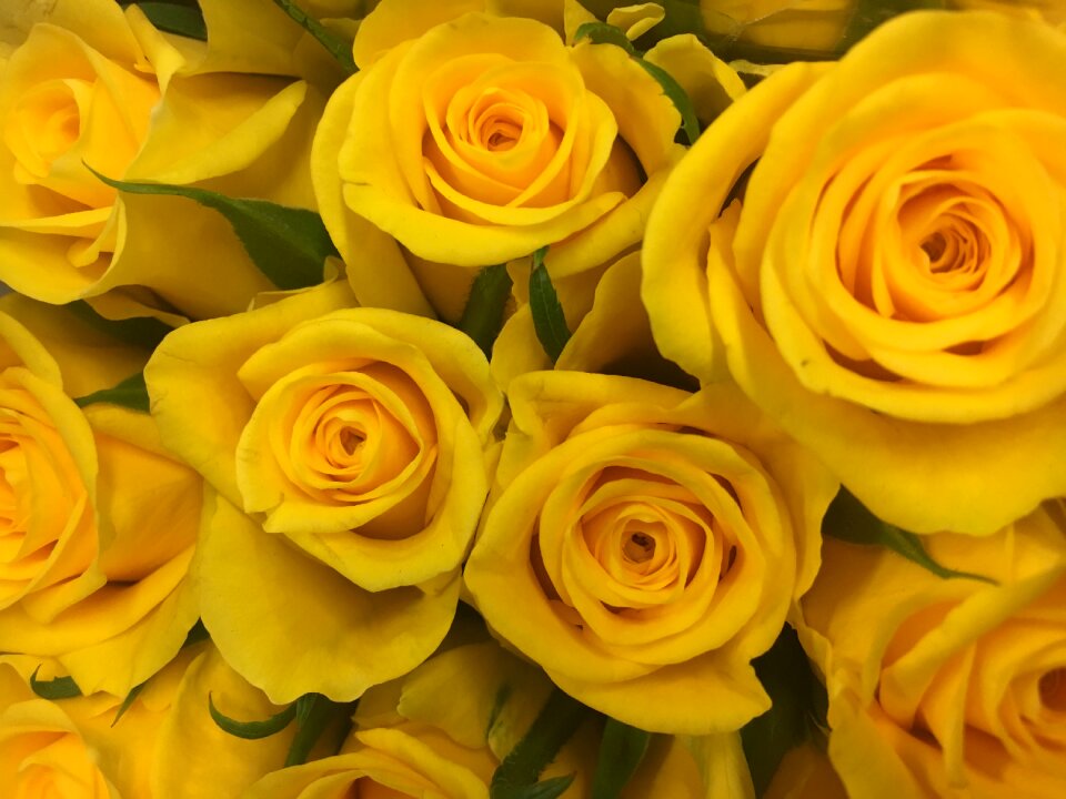 Yellow nature yellow flower
