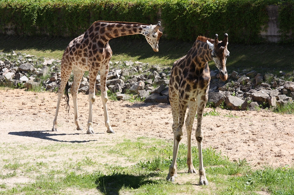Animal wildlife wild