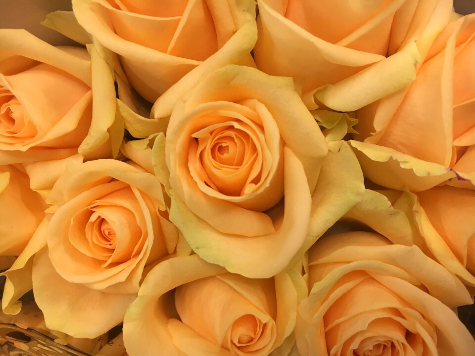 Salmon peach nature